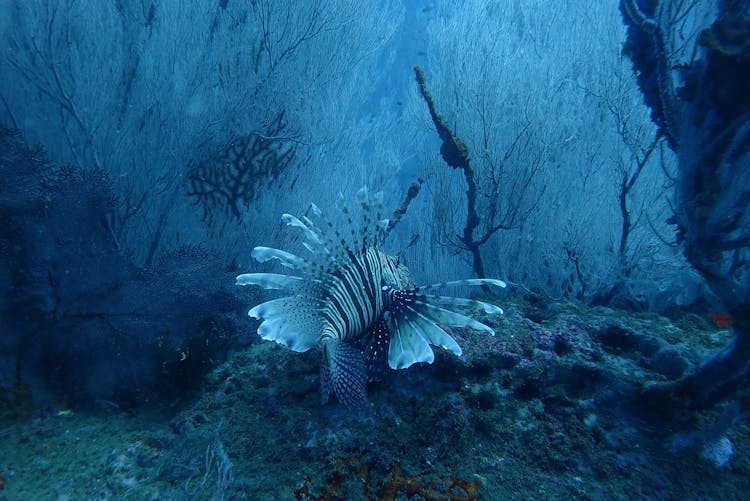 Striped Fish In Body Of Water