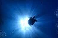 海龟剪影在阳光明媚的海水中游泳，周围都是鱼