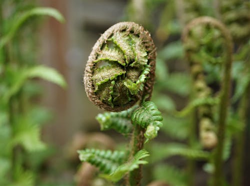 Free stock photo of fern leaves, green fern Stock Photo