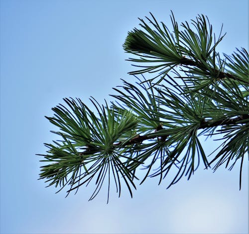 Free stock photo of blue sky, tree, twig Stock Photo