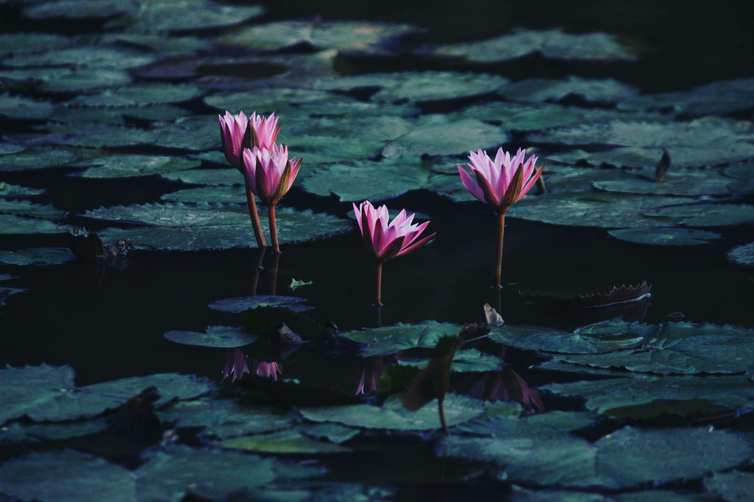Beautiful pink lotus flowers gracefully blooming on a serene pond with lush green lily pads.