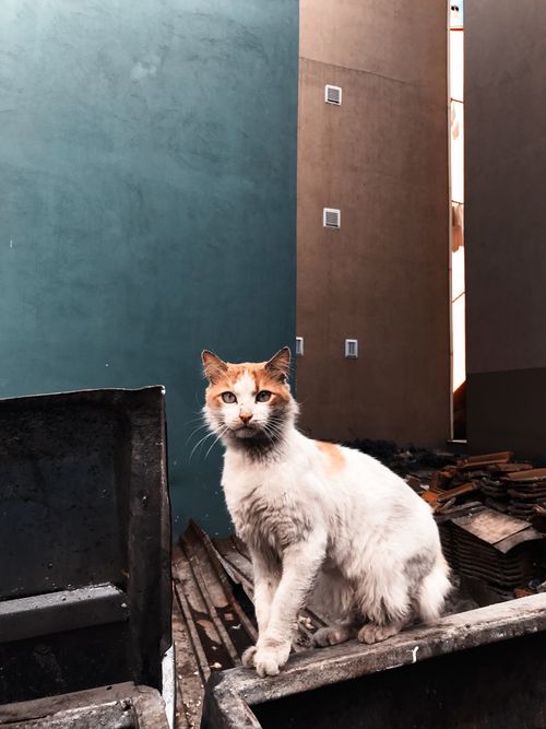 Free Fluffy dirty cat sitting on trash can in shabby alley with heaps of rubbish Stock Photo