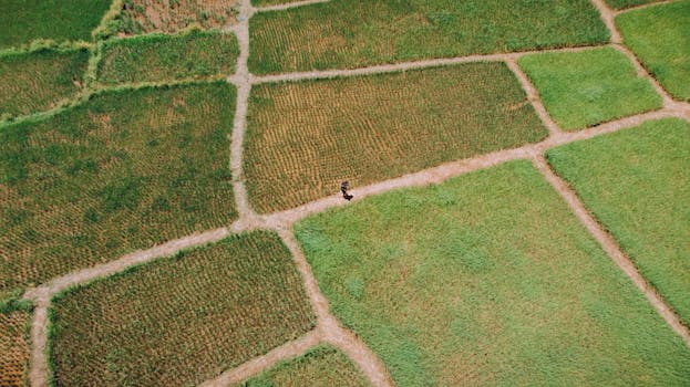 A captivating aerial view capturing a solitary figure walking through lush, patterned fields.