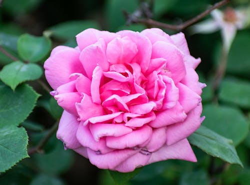 Kostnadsfri bild av blomfotografi, blomning, flora