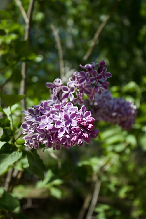 Kostenloses Stock Foto zu blüte, blütenblätter, flora