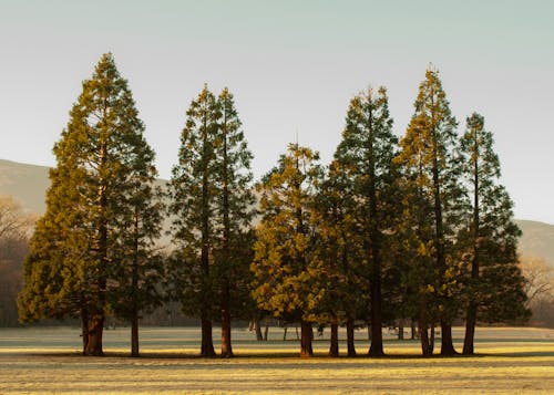 Imagine de stoc gratuită din arbori, arbori veșnic verzi, câmp