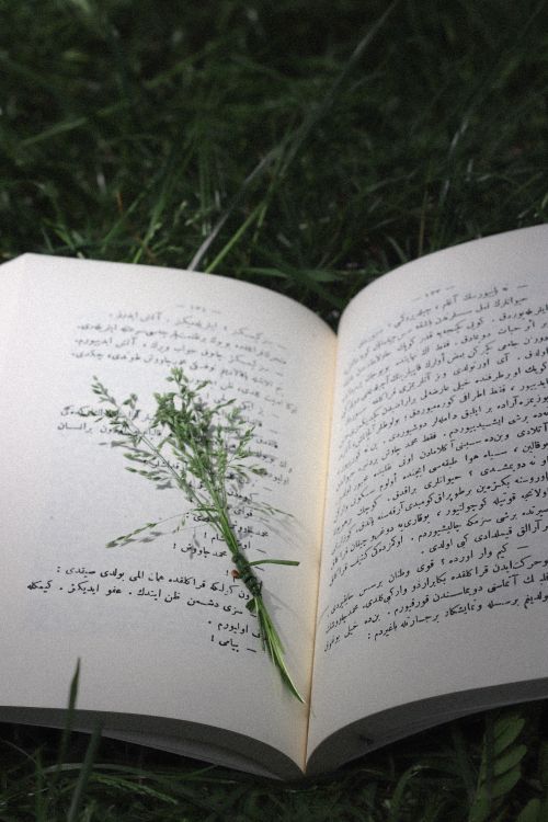 Free Open book with Arabic text placed on grass, adorned with a sprig of greenery. Stock Photo