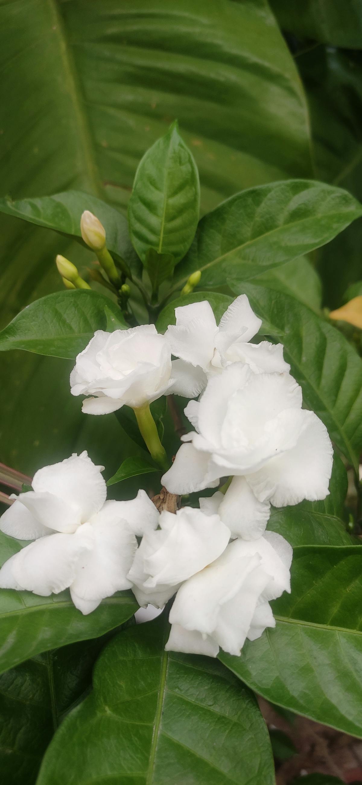 Person working on a laptop near a window with warm light and plants