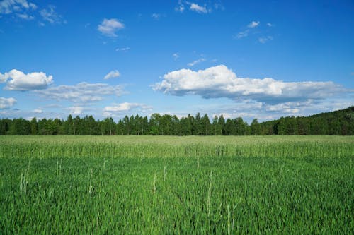 Hayfield Surrounded by Forest in Summer