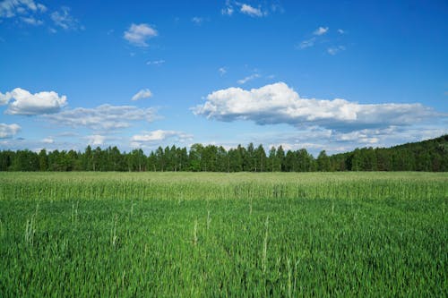 Immagine gratuita di campagna, campo di fieno, estate