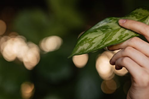 Person Touching A Green Leaf 