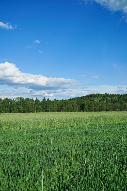 Gratis stockfoto met boerderij, gewassen, groen