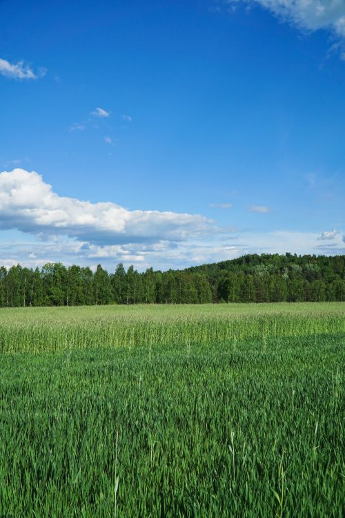 Free Lush green field with clear blue skies, perfect for agriculture and rural scenes. Stock Photo