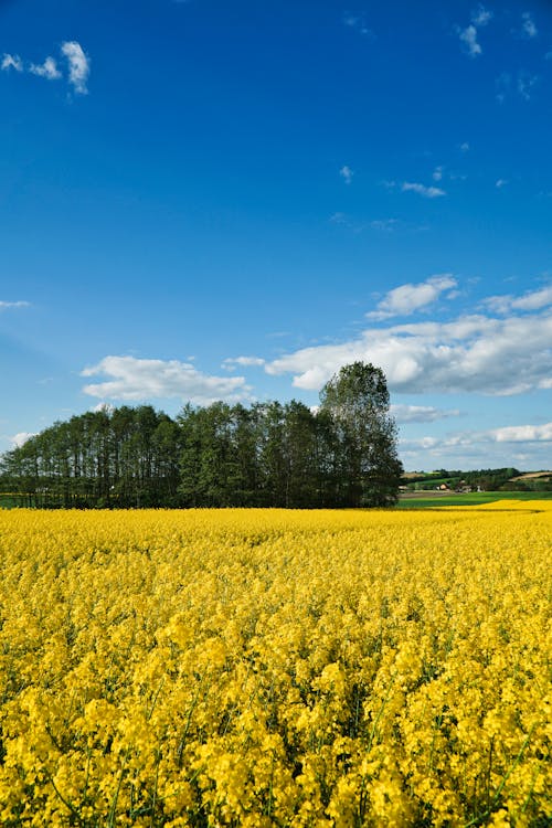 Yellow Flowers in the Flower Field