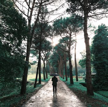 A person walks down a tree-lined path in the rain, carrying an umbrella.