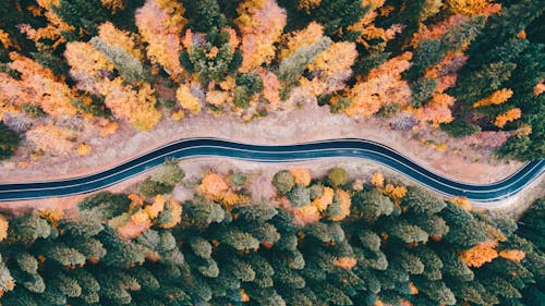 Základová fotografie zdarma na téma baldachýny stromů, dopravní systém, les