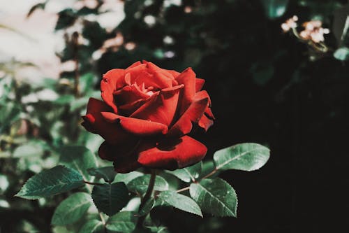 Close Up Shot of a Red Rose