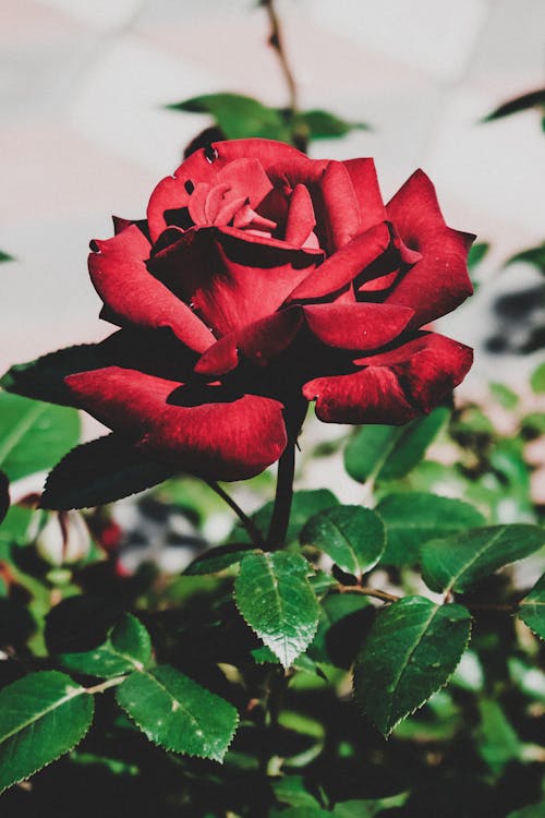 Close Up Shot of a Red Rose