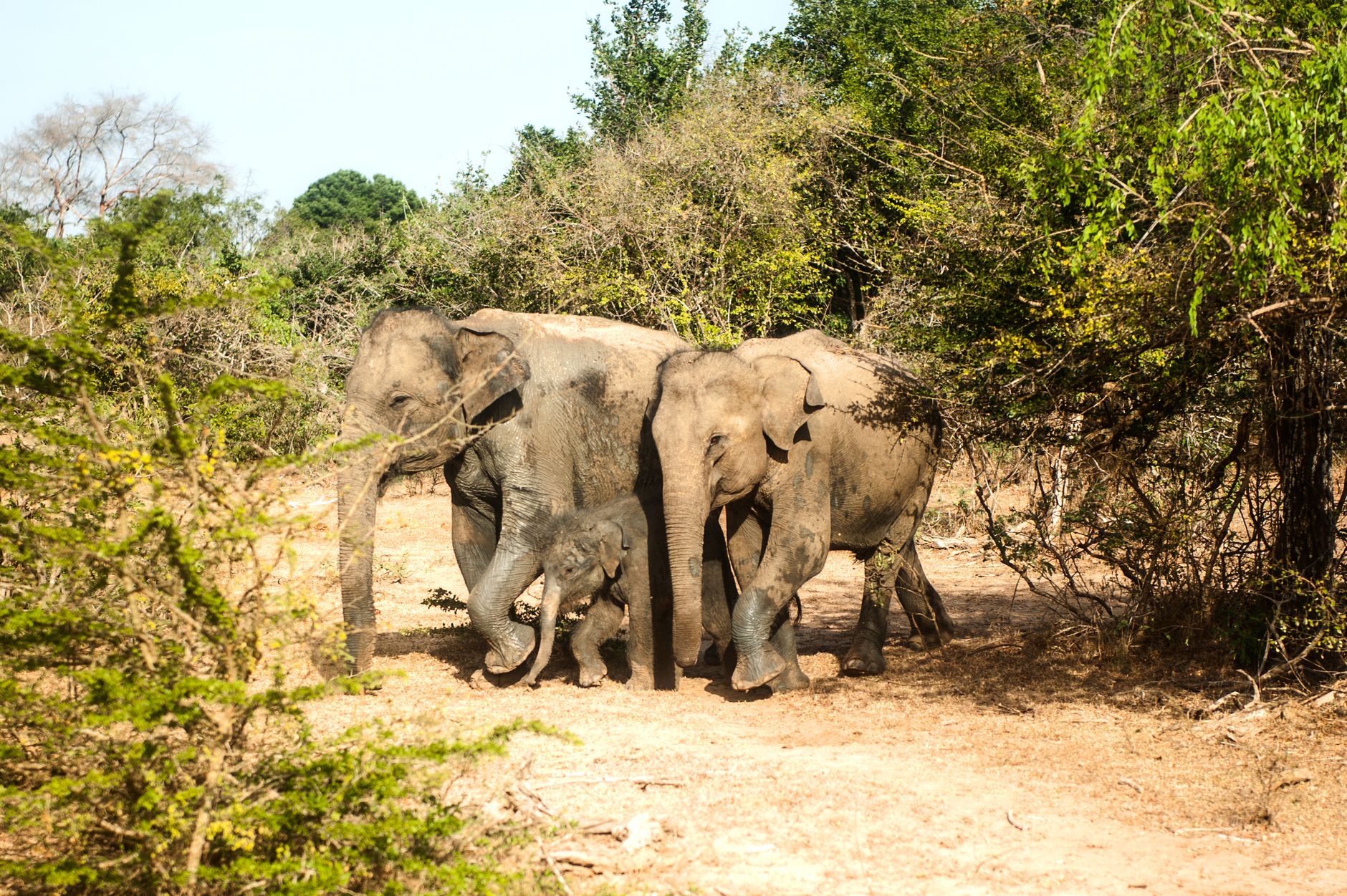 Udawalawe in 4 Days: The Complete Itinerary