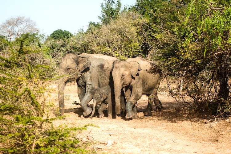 Elephants Walking On The Field