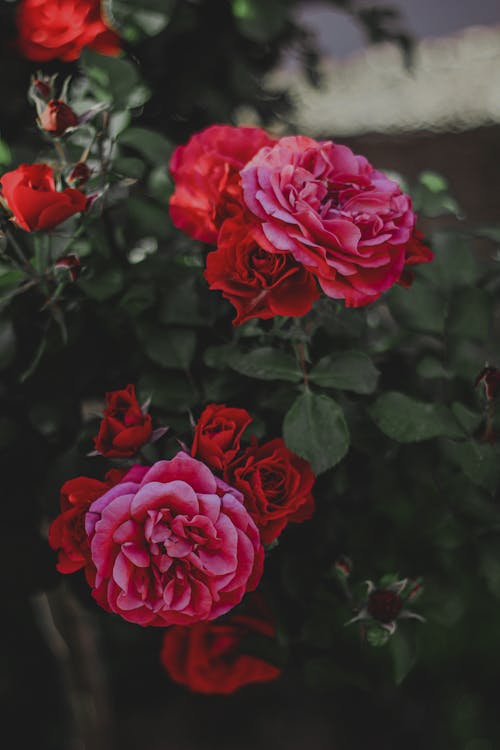 Selective Focus Photo of a Shrub with Red Roses