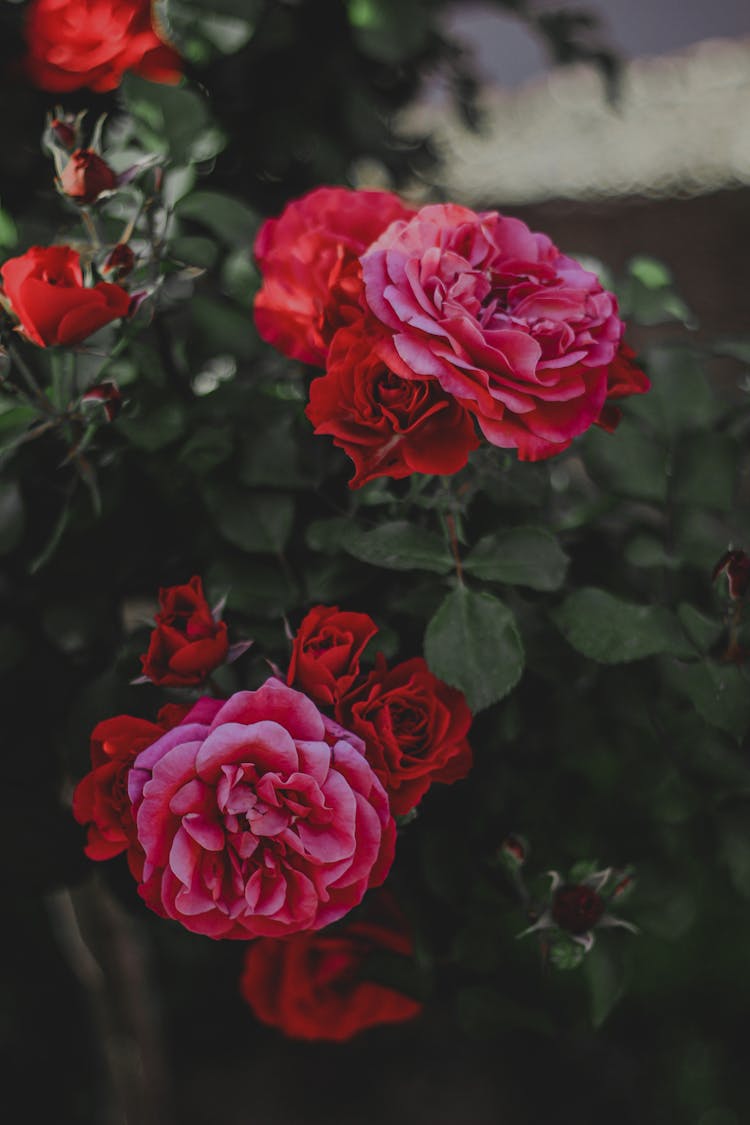 Selective Focus Photo Of A Shrub With Red Roses