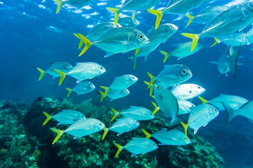 Gratis Fotos de stock gratuitas de animales acuáticos, animales marinos, banco de peces Foto de stock