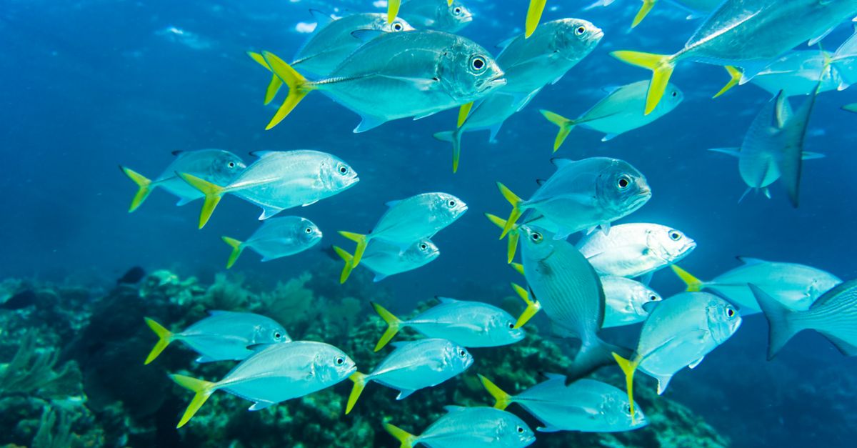 Norman Island Scuba Diving — Caribbean travel guide