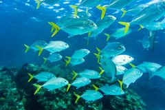 Radar Reef