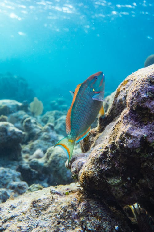 Free Close Up Photo of Parrot Fish  Stock Photo