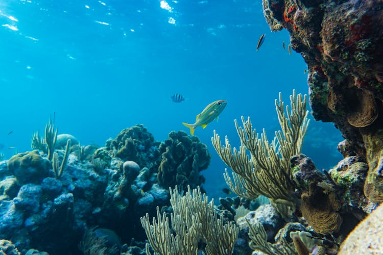 Photo Of A Yellow And Silver Fish Swimming Near Coral Reefs