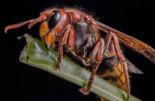 Free Detailed macro photo of a European Hornet resting on a leaf, showcasing intricate textures and colors. Stock Photo