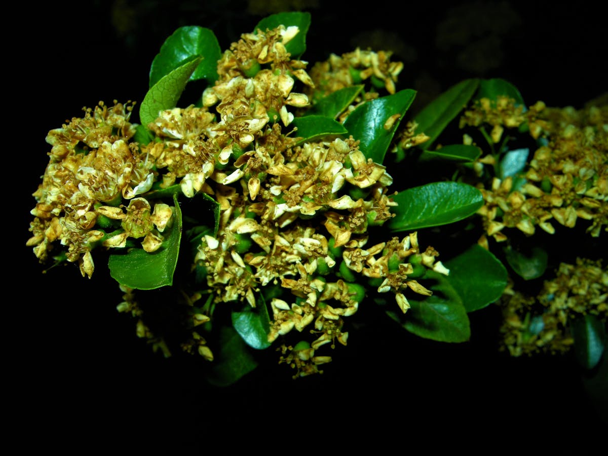 Close-up macro photograph of an arthropod
