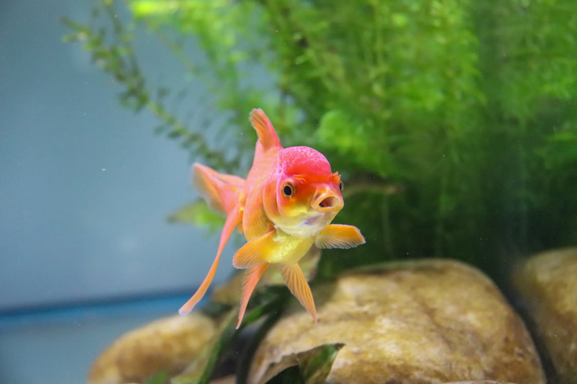 Red and Yellow Goldfish In A Tank