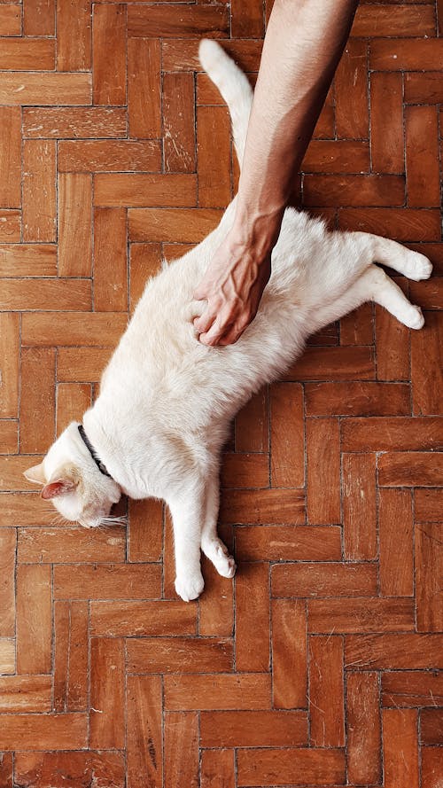 White Cat on Brown Wooden Floor