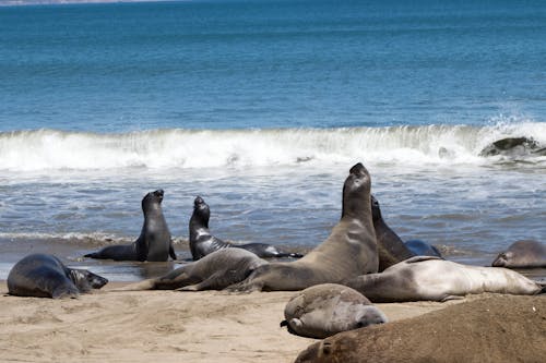 Photos gratuites de animaux océaniques, lions de mer, mer