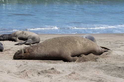 Free stock photo of animals, beach, blue ocean