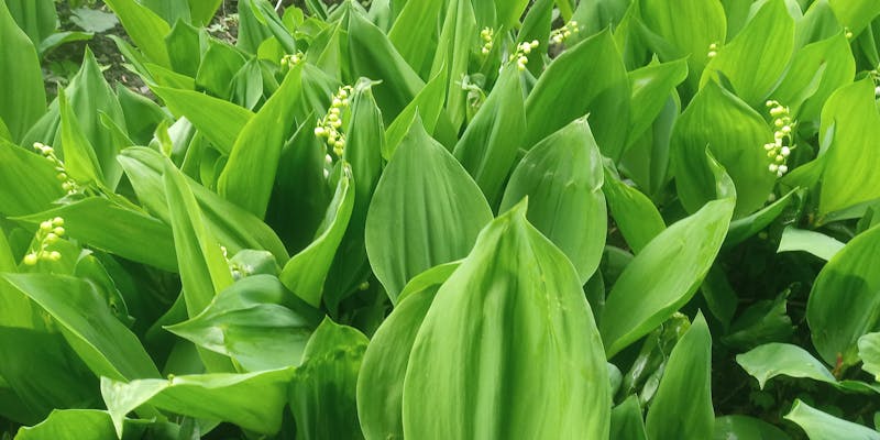 Pension vs. Lump Sum: How to Make the Right Decision