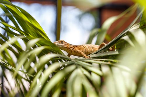 Free A lizard lounging on lush tropical leaves under bright sunlight in Puerto Vallarta, Mexico. Stock Photo