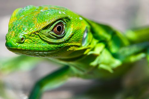 Darmowe zdjęcie z galerii z iguana, jaszczurka, zielony