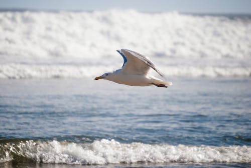 A Seagull Flying over the Beach