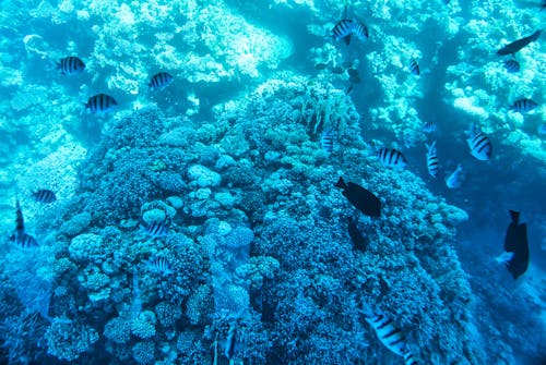 Fotos de stock gratuitas de animales acuáticos, arrecife de coral, bajo el agua