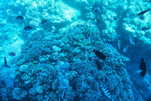 水下, 水生動物, 沙姆沙伊赫 的 免費圖庫相片