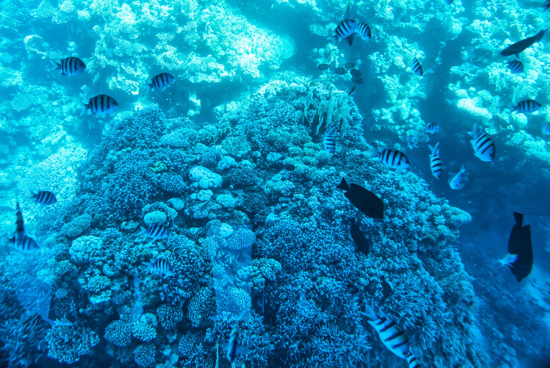 Sharm el-Sheikh, Egypt