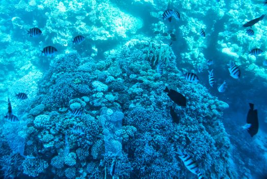 Tiran Island 4-reef diving day — Sharm el-Sheikh