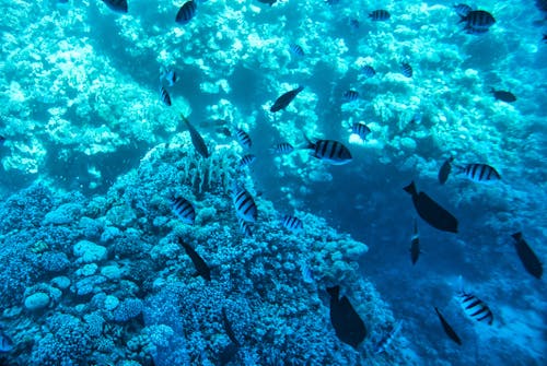 Free Underwater Photo of Coral Reef with Fishes Stock Photo