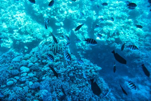 Free Explore the vibrant coral reef teeming with diverse fish species in the clear waters of Egypt. Stock Photo