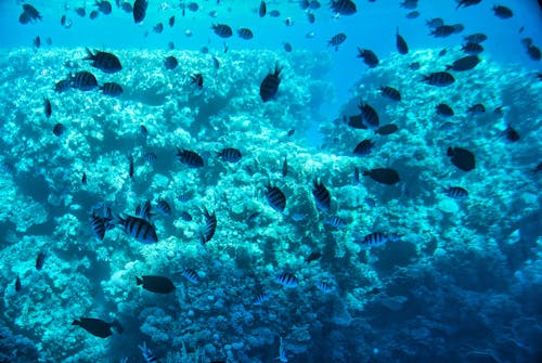 沙姆沙伊赫, 海, 珊瑚 的 免費圖庫相片