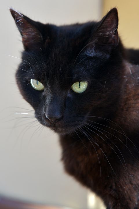 Nom pour un chat noir : 100 idées qui lui vont vraiment, sans clichés