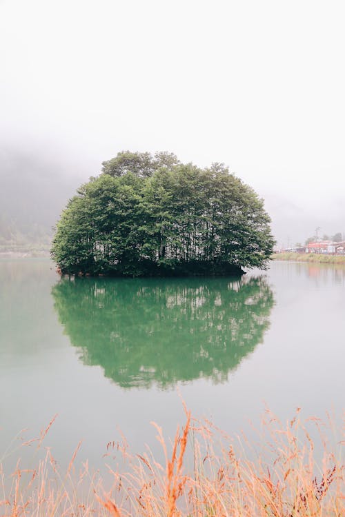 Gratis Fotos de stock gratuitas de arboles, con niebla, lago Foto de stock